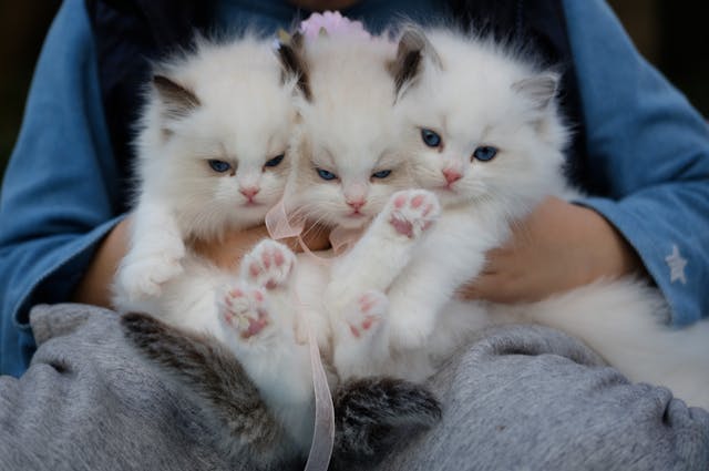 Someone holding three white kittens in their hands.