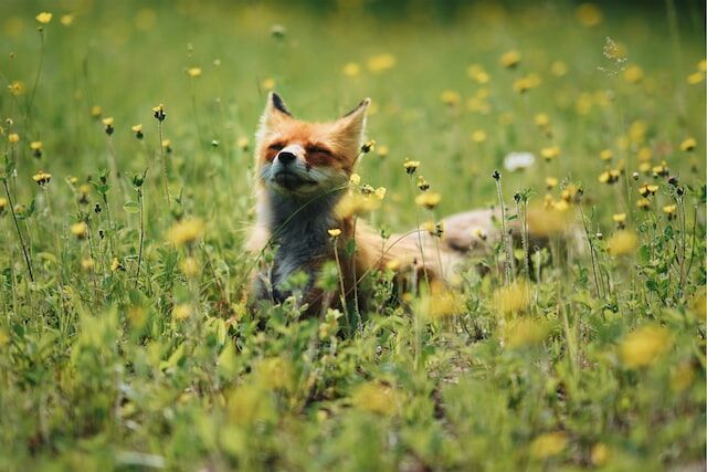  Red fox in a field of wildflowers.